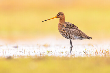 Sticker - Black Tailed Godwit with Bright Background