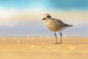 Canvas Print - Black-bellied plover on beach