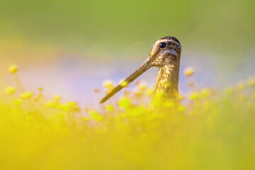 Canvas Print - Common snipe wader bird in habitat background