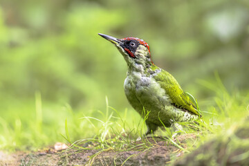 Poster - European Green Woodpecker on tree