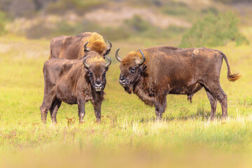 Poster - Wisent or European bison group