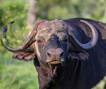 Old Large Wild Bull African Buffalo Feeds In The Savannah.