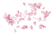 group of delicate pink cherry flower petals, isolated over a transparent background, romantic spring, summer, or wedding design element