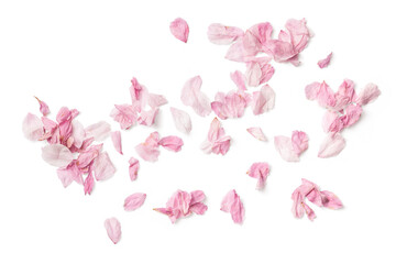 group of delicate pink cherry flower petals, isolated over a transparent background, romantic spring