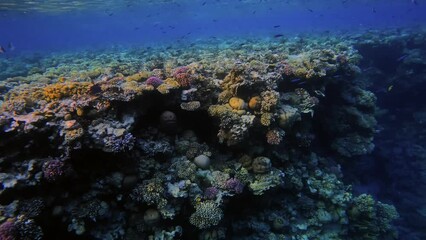 Wall Mural - Underwater video pan of coral reef in distance, Red Saa, Egypt