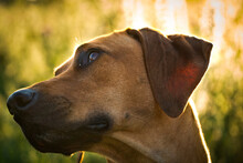 With A Beautiful Rhodesian Ridgeback A Nice Time At Sunset In Jena