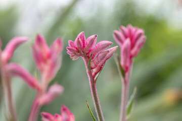 Wall Mural - Anigozanthos flowers. This plant is native to Australia and it is also known as kangaroo paw or catspaw. It is grown commercially in Australia, the United States, Japan and Israel.