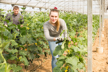 Canvas Print - Cheerful woman harvests ripe cucumbers in greenhouse