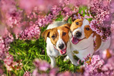 Fototapeta Konie - Two Dog face in spring flowering tree