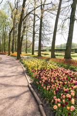 Canvas Print - spring flower beds of blooming colorful pink purple tulips in a large park