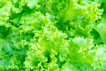 Fresh lettuce leaves, close up of organic healthy green lettuce plants at farm