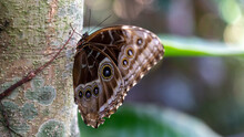 Butterfly Rainforest Exhibit In Gainesville, Florida.