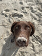 Dog on the beach with a sandy nose