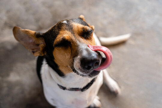 o cachorro e a língua