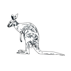  black and white sketch of kangaroo with transparent background