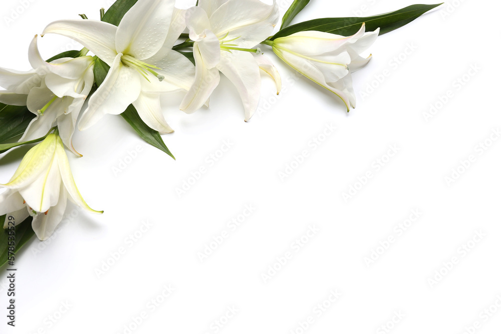 Composition with beautiful lily flowers on white background