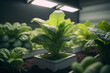 lettuce indoors under uv lamp in soil. Generative AI