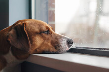 Bored Dog With Head On Window Sill While Looking At The Rain Outside. Side View Of Brown Puppy Dog Resting Or Waiting With Elevated Head Position. 1 Year Old Female Harrier Mix Dog. Selective Focus.