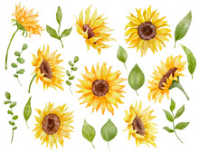 Watercolor Sunflowers And Leaves Set. Colorful Botanical Hand Drawn Flower Illustration Isolated On White Background