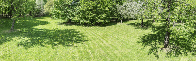 Wall Mural - spring scenery. green trees in city park at sunny day. aerial view.