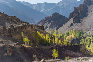 beautiful landscape with green trees and blue sky, mountains in the background at Ladakh, in the Indian Himalayas.