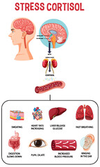 Sticker - Stress response system scheme