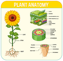 Sticker - Internal structure of plant diagram