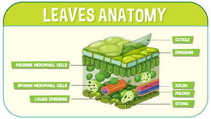 Sticker - Internal structure of leaf diagram