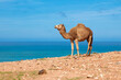 Single Dromedary camel and ocean background,  Morocco
