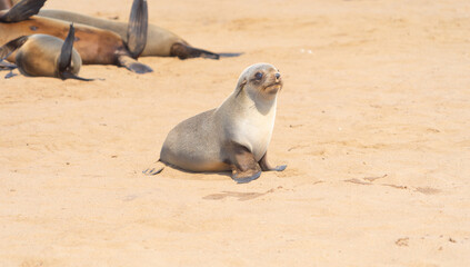 Wall Mural - Seal or sea lion. Wildlife animal in forest field in safari conservative national park in Namibia, South Africa. Natural landscape background.