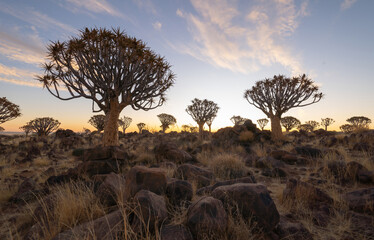 Wall Mural - The Quiver Trees. Dry trees in forest field in national park in summer season in Namibia, South Africa. Natural landscape background.