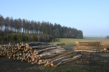 Poster - Bois chauffage Foret environnement climat Belgique Wallonie Ardenne Ardennes