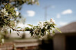 © Cavan Images - Flowers in bloom on a tree in a backyard in the spring