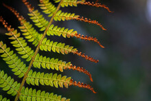 Green And Orange Fern Leaves In Close Up, Blurred Background