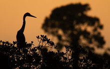 Great Blue Heron Perches On A Mangrove Bush Before Sunrise.