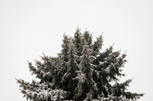 Pine Full Of Snow