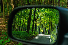 Silhouette Of Tree Trunk With Odd Curve In Rear-view Mirror In Woods
