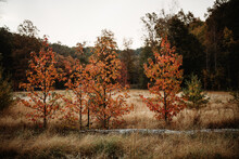 Autumn Tree Line In Grassy Field