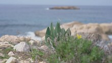Grass Growing On Rocks At Background Of Blue Blurred Mediterranean Sea Waves Splashing On Shore. Green Plant On Stones Outdoors On Cyprus