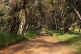Fototapeta Sawanna - Dirt road amongst trees