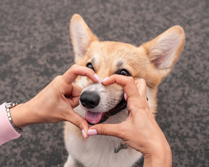 Girl folded her fingers in a heart shape around her dog's nose. Cute corgi and his owner on walk in rainy day. Friendship of dog and women. Pet outdoor portrait, top view