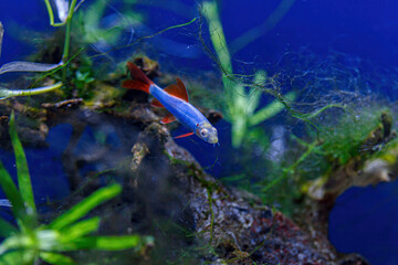 Canvas Print - Underwater shot of a fish labeo frenatus glofish