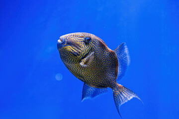 Wall Mural - Underwater shot of Pseudobalistes fuscus fish