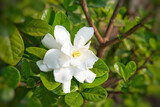 Gardenia jasminoides, selective focus of white gardenia flower on blurred green leaf