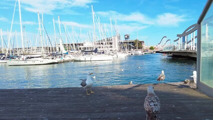 Wall Mural - Seagull flying near port of Barcelona, Spain, slow motion