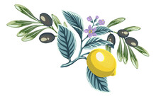 Composition Of Twigs With Lemon And Olive Branches With Olive Fruits Hand Drawn PNG Objects