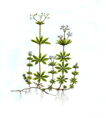 Canvas Print - waldmeister oder wohlriechendes labkraut, galium odoratum, synonym: asperula odorata