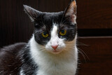 Fototapeta  - Zmartwiony kot z intrygującą miną siedzący na tle ciemnej komody w pokoju
