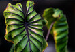 Close up leaf, Colocasia Pharaoh’s Mask, black petiole