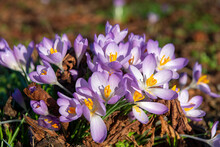Multiple Crocuses In The Wild During Spring